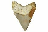 Serrated, Fossil Megalodon Tooth From Morocco - Rare Location #353019-1